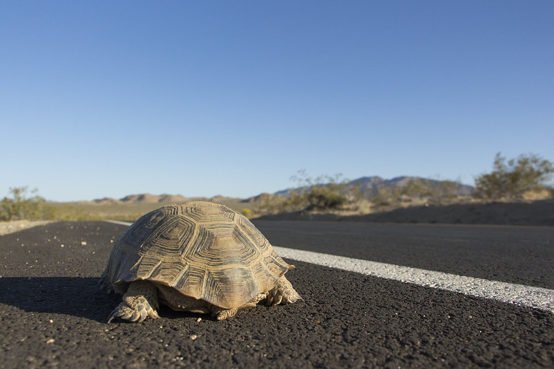 Schildkröte an einer Straße